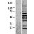 Western Blot: Cytokeratin 19 Lysate [NBL1-12387] - Western Blot experiments. 
Left-Control; Right -Over-expression Lysate for KRT19